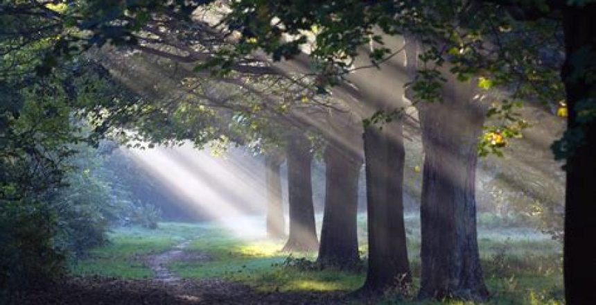 Zonlicht doorbreekt zacht het bladerdak en verlicht een rustig bospad – symbool voor herstel, rust en innerlijke verwerking.